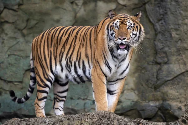 Portrait Standing Adult Indochinese Tiger Outdoors Panthera Tigris Corbetti Natural — Stock Photo, Image