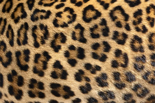 Detail huid van leopard. — Stockfoto