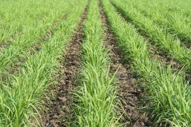 şeker kamışı çiftlik.