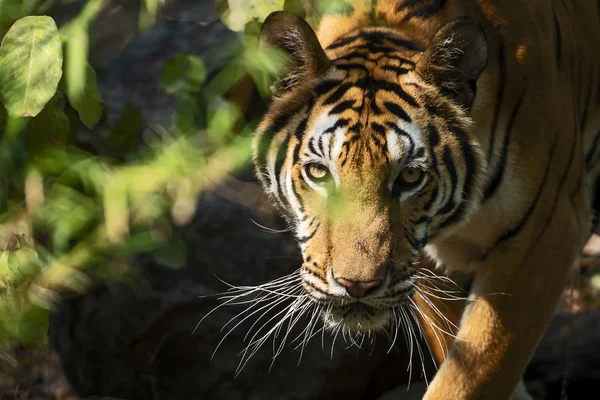 Porträtt av tiger. — Stockfoto