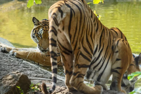 Tiger portresi. — Stok fotoğraf