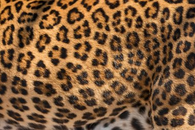 Leopar deri detay.