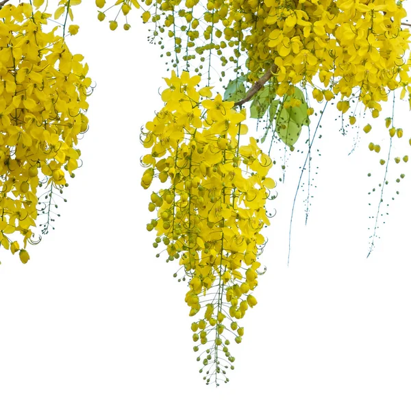 Cassia fistula bloem. — Stockfoto