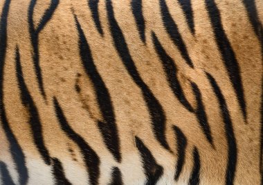 doku Tiger skin.