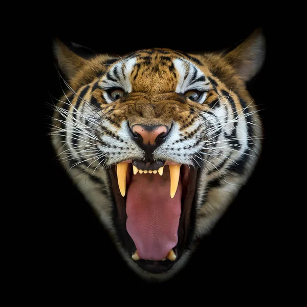 Retrato de tigre . — Foto de Stock