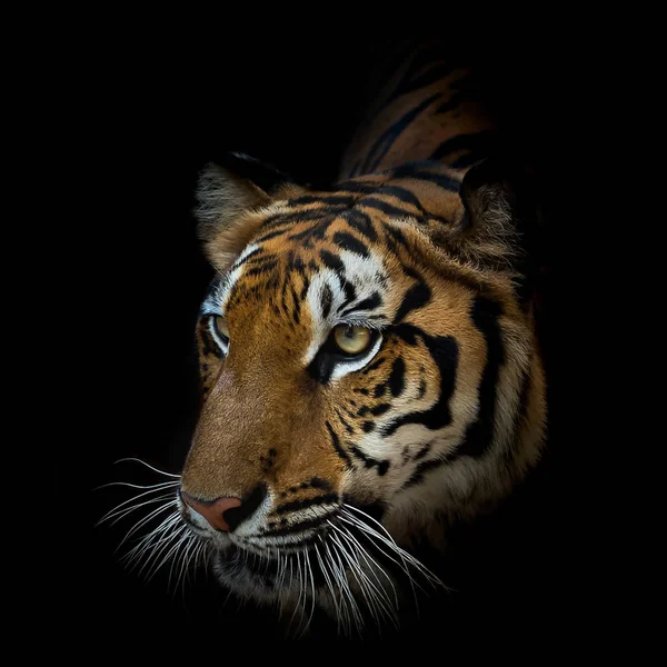 Portrait of tiger. — Stock Photo, Image