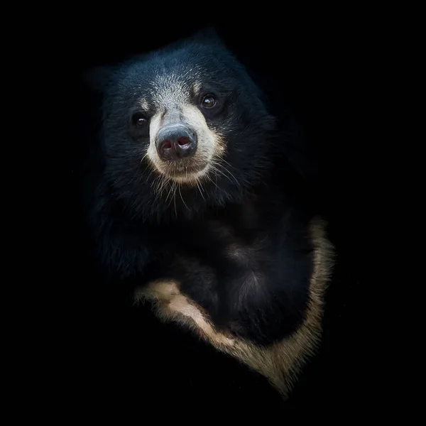 Malayan sun bear.