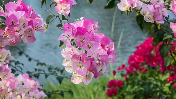 Közelről rózsaszín virágok. — Stock Fotó