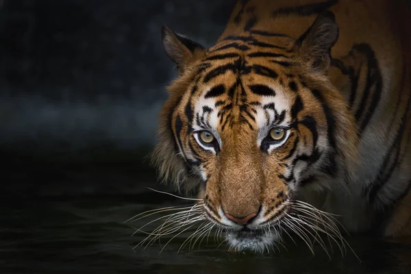 Porträtt av tiger. — Stockfoto