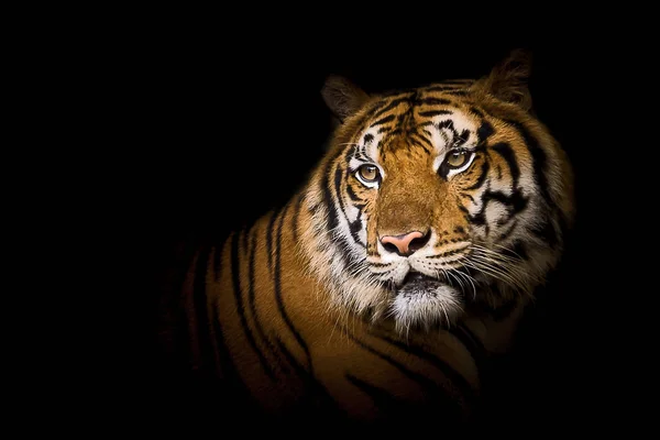 tiger portresi.