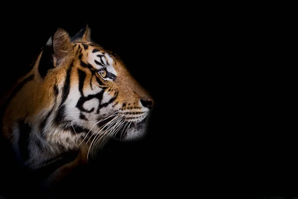 Portrét tygr. — Stock fotografie