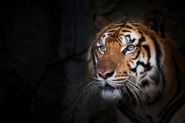 tiger portresi.