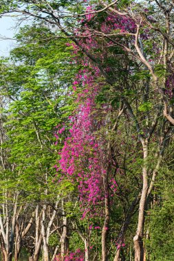 Ormanda Bougainvillea.