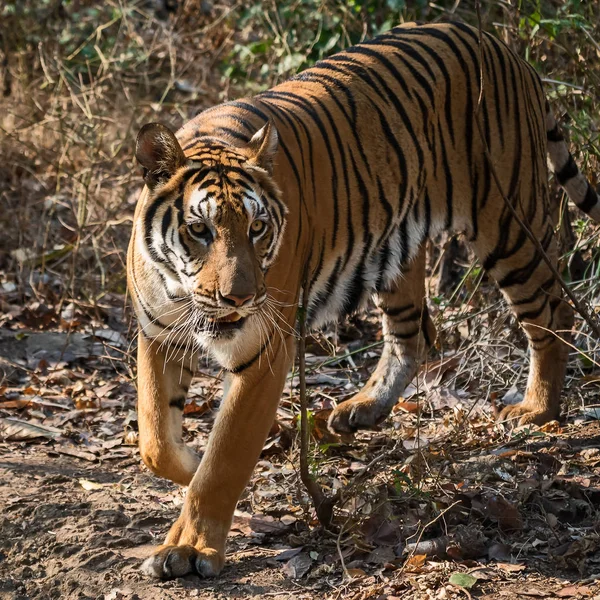 Retrato de tigre . — Fotografia de Stock