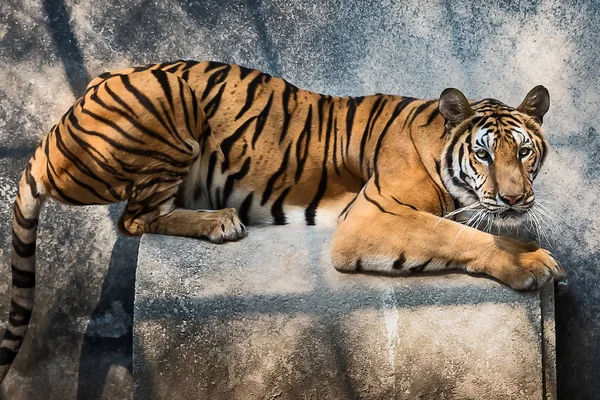 Retrato de tigre . — Fotografia de Stock