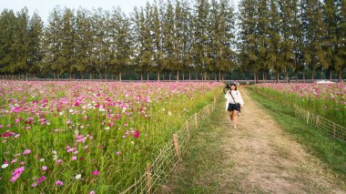 Cosmos çiçek alanı.
