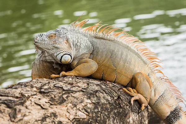 Iguana de Tortuguero de Costa Rica. — Fotografia de Stock
