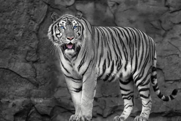 Close-up van witte tijger. — Stockfoto