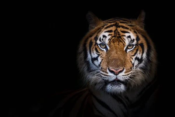 Retrato de tigre . —  Fotos de Stock