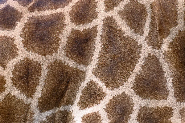 Ελαστικοποιημένων δέρμα του καμηλοπάρδαλη. — Φωτογραφία Αρχείου