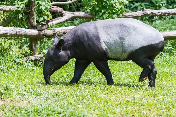 Hayvanat Bahçesi Malaya tapiri. — Stok fotoğraf