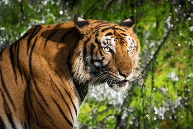 tiger portresi.