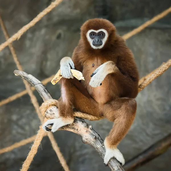 Gibbon à mains blanches . — Photo