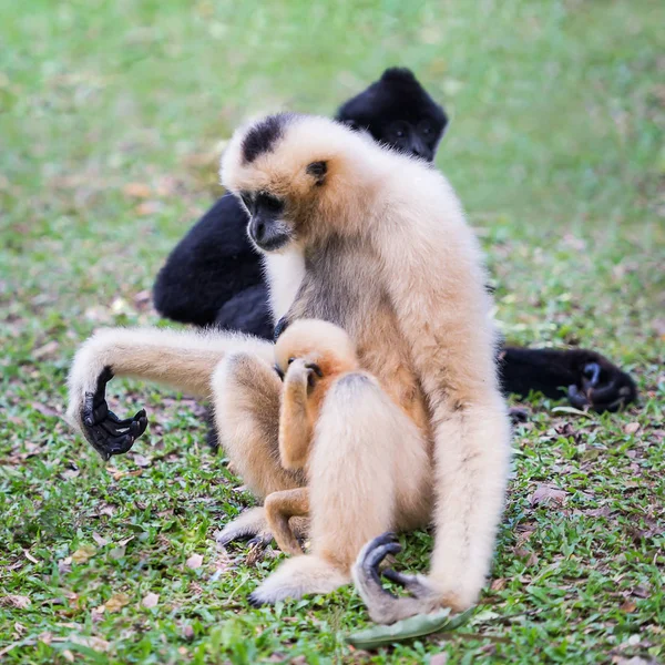 Weißwangengibbon oder Lar-Gibbon. — Stockfoto
