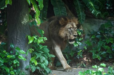 Aslan ciddi bir şeye odaklanıyor..