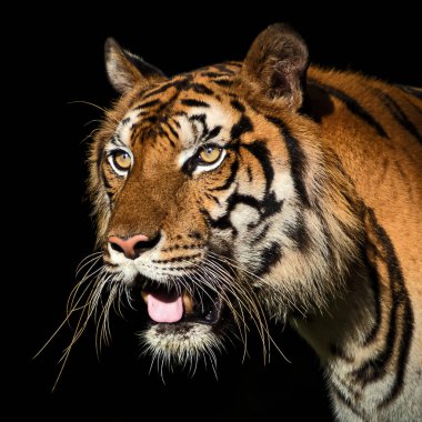 tiger portresi.