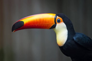 Toco Toucan (Ramphastos toco)