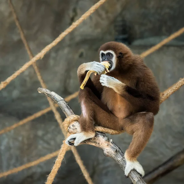 Gibbon à mains blanches . — Photo