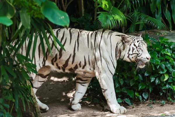 Weißer Tiger konzentriert sich ernsthaft auf etwas. — Stockfoto