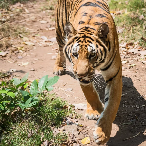 Retrato de tigre . — Foto de Stock