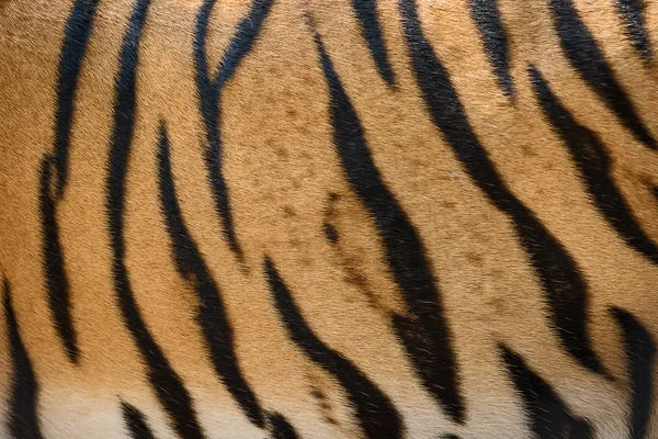 Texture de peau de tigre . — Photo