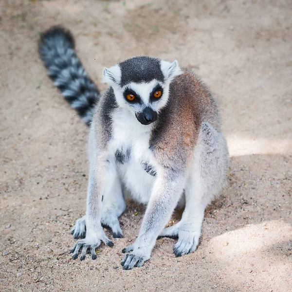 Lemurenkatze. — Stockfoto