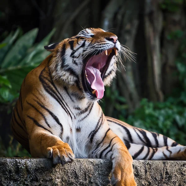 Retrato de tigre . — Foto de Stock