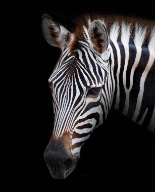 Zebra