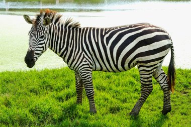 Zebra