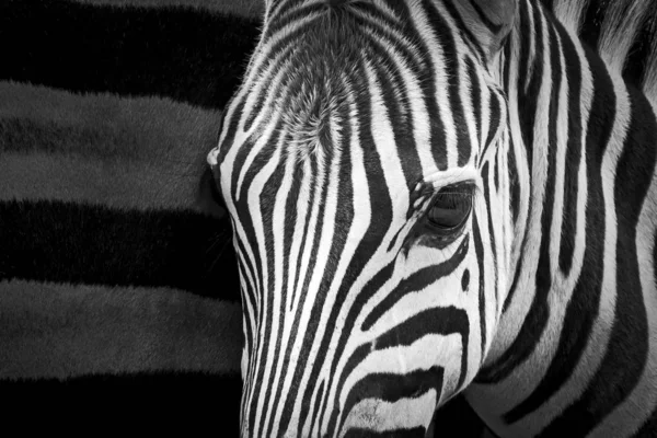 Zebra — Stock Photo, Image