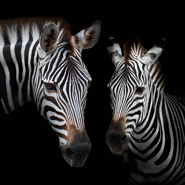 Zebra — Stock Fotó