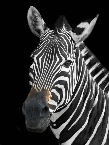 Zebra — Stock Fotó