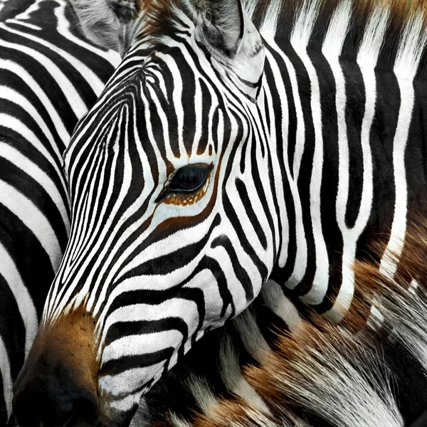 Zebra — Stock Fotó