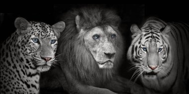 Aslan kaplanlar leopad