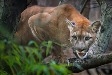 Dağ aslanı; Puma