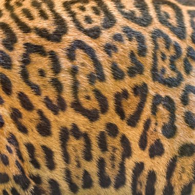 leopar kürkü