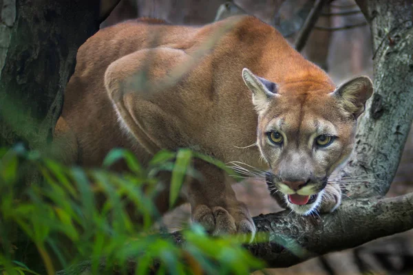 Puma; puma — Foto de Stock