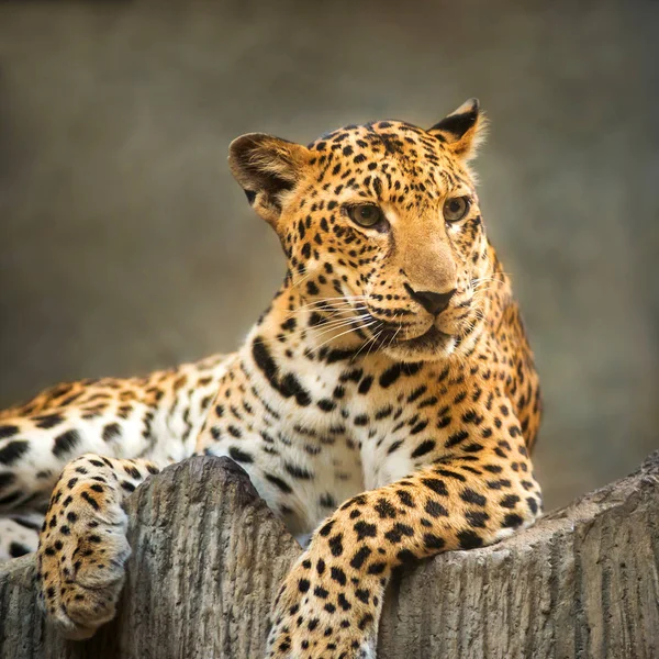 Leopard — Stockfoto