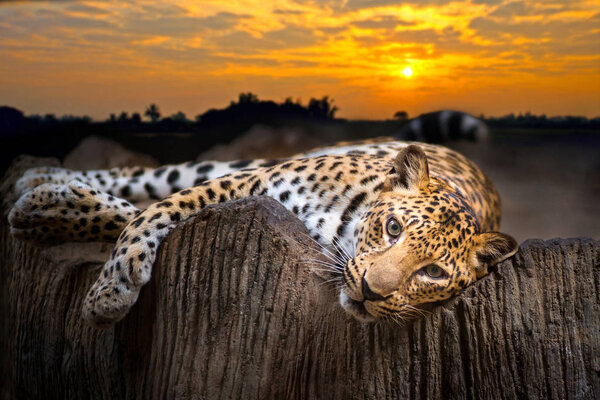 Leopard