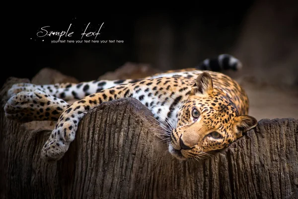 Leopardo — Fotografia de Stock